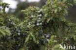 Jeneverbes (Juniperus communis)