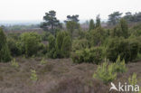 common juniper (Juniperus communis)