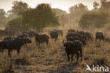 Kaapse buffel (Syncerus caffer)