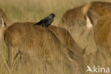 Eurasian Jackdaw (Corvus monedula)