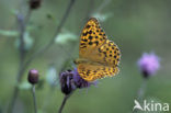 Keizersmantel (Argynnis paphia) 