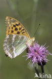 Silver-washed Fritillary (Argynnis paphia)