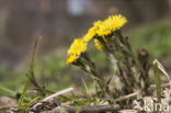 Klein hoefblad (Tussilago farfara)