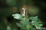 Kleine IJsvogelvlinder (Limenitis camilla) 