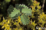 Kleine pimpernel (Sanguisorba minor) 