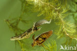 Smooth Newt (Triturus vulgaris)