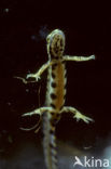 Kleine watersalamander (Triturus vulgaris)