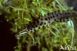 Kleine watersalamander (Triturus vulgaris)