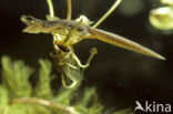 Kleine watersalamander (Triturus vulgaris)