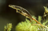 Kleine watersalamander (Triturus vulgaris)