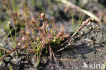 Oblong-leaved Sundew (Drosera intermedia)