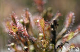 Oblong-leaved Sundew (Drosera intermedia)