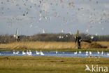 Bewick’s Swan (Cygnus bewickii)