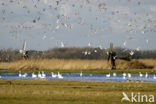 Kleine zwaan (Cygnus bewickii)