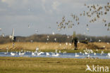 Kleine zwaan (Cygnus bewickii)