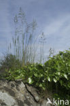 Common ivy (Hedera helix)