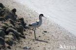 Pied Avocet (Recurvirostra avosetta)