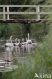 Knobbelzwaan (Cygnus olor)