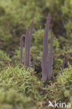 Knotszwam (Clavaria purpurea)