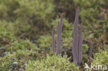 Knotszwam (Clavaria purpurea)