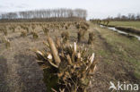 Knotwilg (Salix alba)