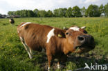 Cow (Bos domesticus)