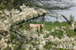 Cow (Bos domesticus)