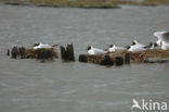 Black-headed Gull (Larus ridibundus)