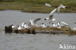 Black-headed Gull (Larus ridibundus)