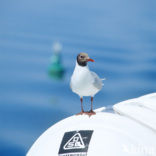 Black-headed Gull (Larus ridibundus)