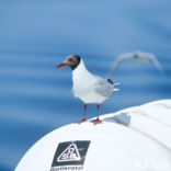 Black-headed Gull (Larus ridibundus)