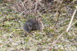 Konijn (Oryctolagus cuniculus) 