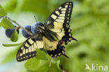 Koninginnepage (Papilio machaon) 