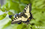 Koninginnepage (Papilio machaon) 