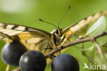 Koninginnepage (Papilio machaon) 