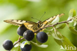Koninginnepage (Papilio machaon) 