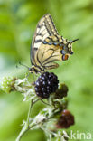 Swallowtail (Papilio machaon)