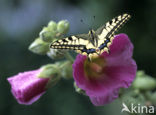 Swallowtail (Papilio machaon)