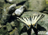 Scarce Swallowtail (Iphiclides podalirius)