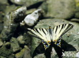 Koningspage (Iphiclides podalirius)