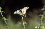 Scarce Swallowtail (Iphiclides podalirius)