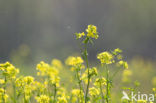 Koolzaad (Brassica napus)