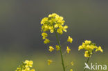 Koolzaad (Brassica napus)