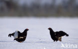 Black Grouse (Tetrao tetrix)