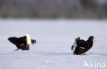 Black Grouse (Tetrao tetrix)