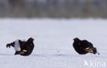 Black Grouse (Tetrao tetrix)