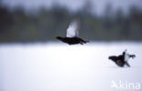 Black Grouse (Tetrao tetrix)