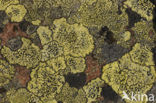 Lichen