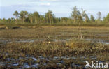 Kraanvogel (Grus grus)