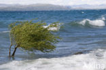 Lago Nahuel Huapi